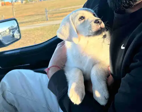 We have a beautiful 8 weeks old white labrardor puppy , looking for his new home. He is classic bloc...