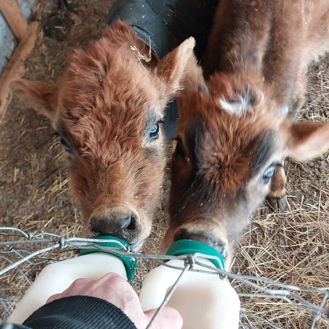 Wanted: Bottle calves in Livestock in Belleville