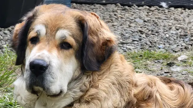 Tibetan Mastiff/Great Pyrenees Puppies in Dogs & Puppies for Rehoming in Quesnel - Image 7