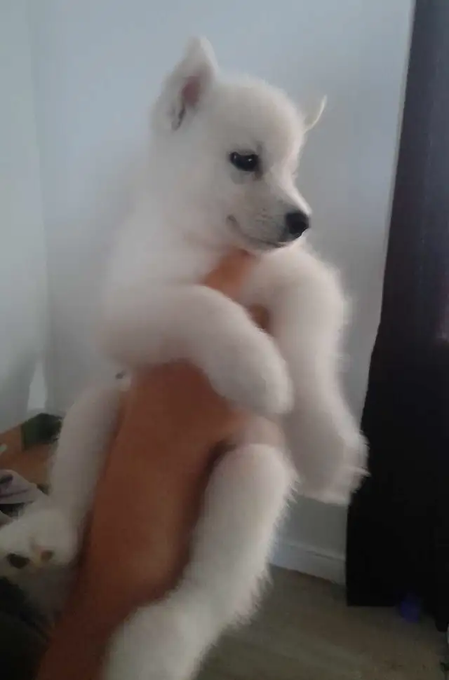 All white husky puppies in Dogs & Puppies for Rehoming in Windsor Region - Image 6