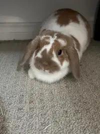 Purebred Holland Lop Female looking for furever home