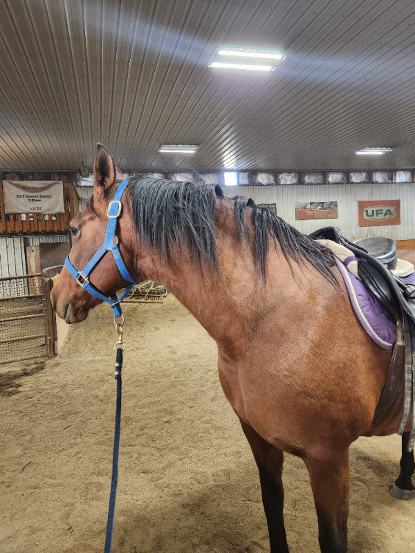 Horse training availabile for May! in Equestrian & Livestock Accessories in Strathcona County - Image 3