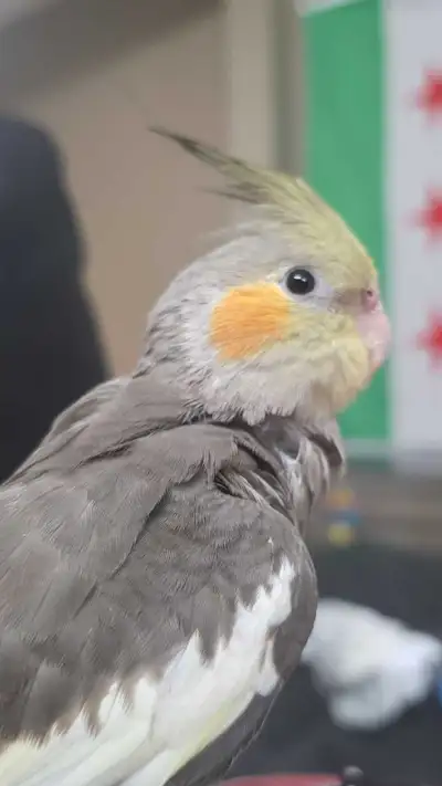 cockatiel - Male, View more