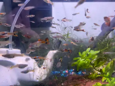 fancy guppies, View more