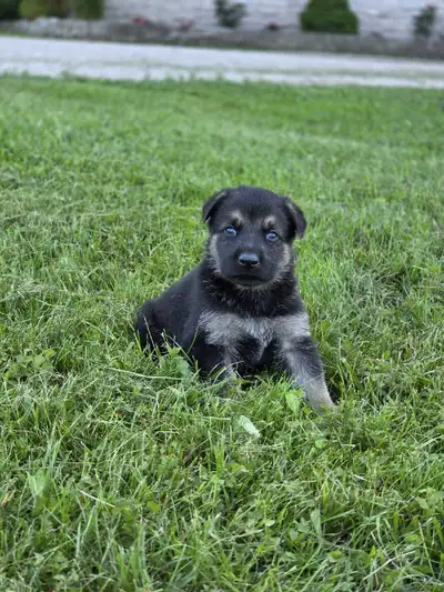 German Shepherd Puppies, View more
