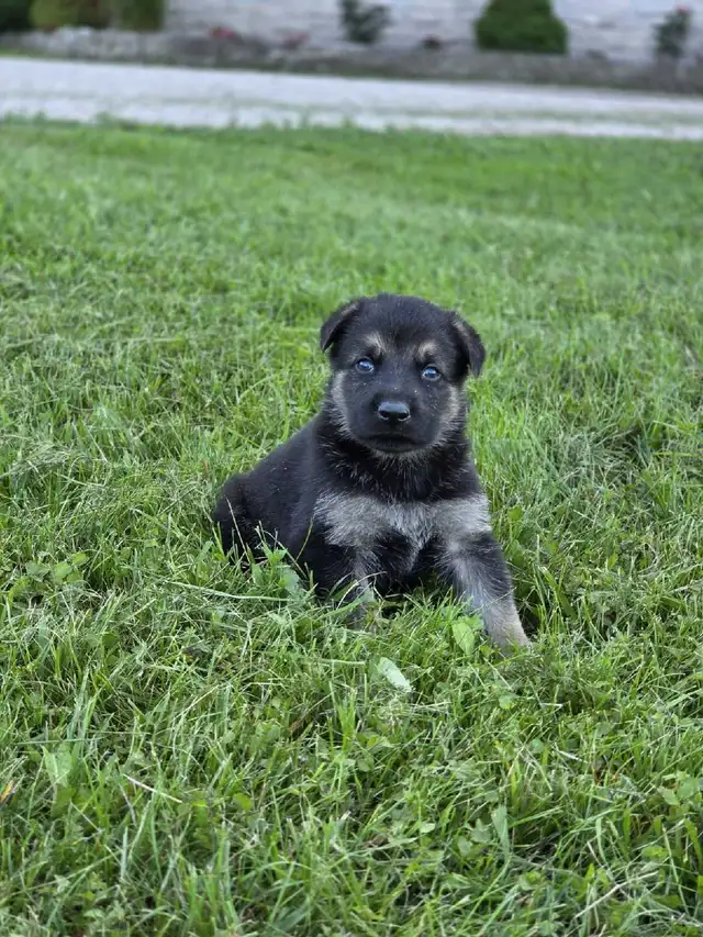 German Shepherd Puppies in Dogs & Puppies for Rehoming in Oakville / Halton Region - Image 4