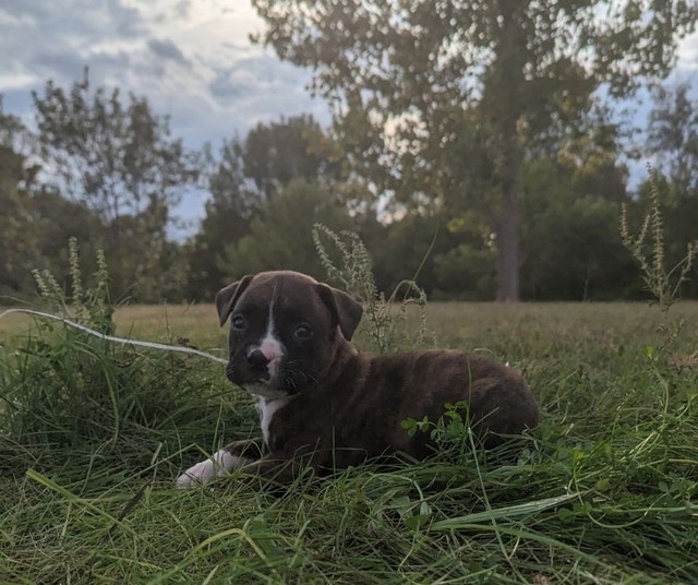 Ready to go Boxer puppies Dogs & Puppies for Rehoming Peterborough