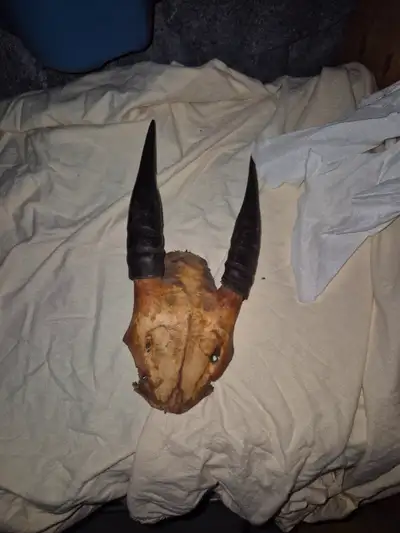 Indonesian Mule deer antlers., View more