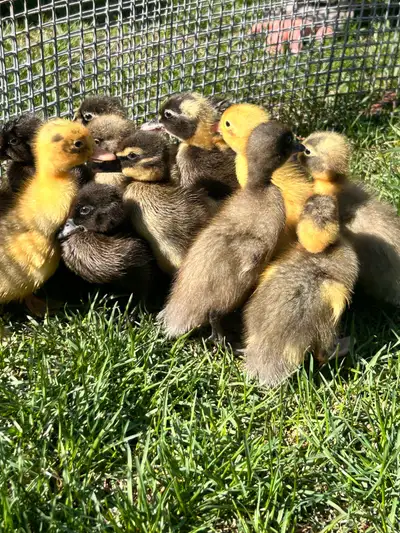ducklings for sale , View more