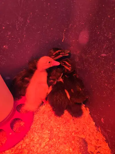 Ducklings for sale $5 each. Week old. Also have older ducklings for $10 each