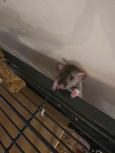 Bluedragon rattery has female rattos, View more
