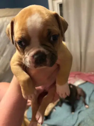 Olde English Bulldoggie Puppies, View more