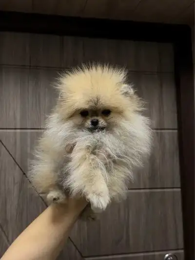 Pomeranian, View more