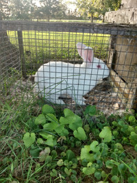 White rabbit for sale 