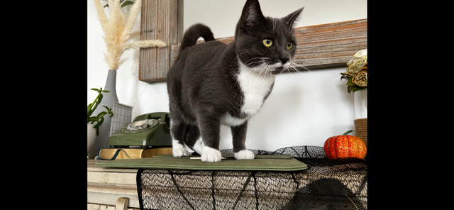 Cat for rehoming in Cats & Kittens for Rehoming in Peterborough - Image 2