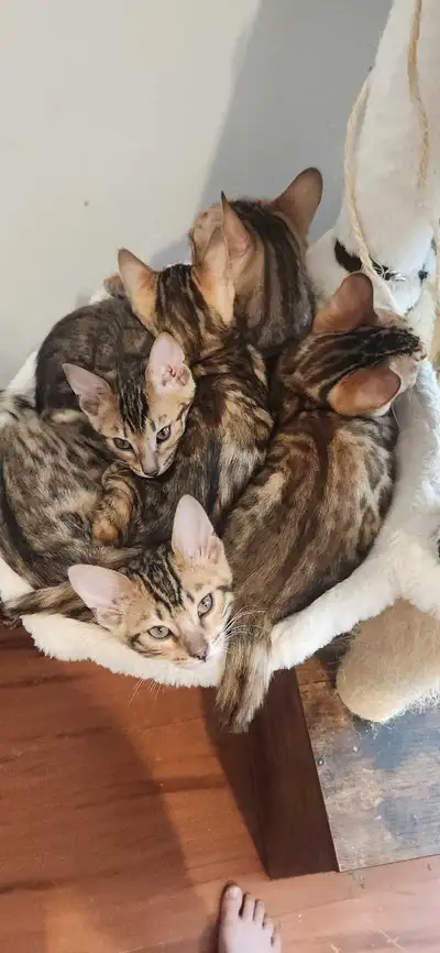 Bengal kittens  Raised by Registered Veterinary Technician., View more
