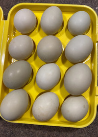 Fertile Call Duck Eggs