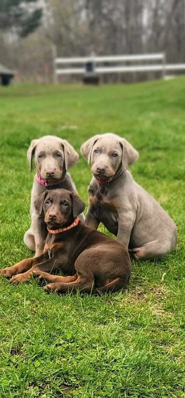 Doberman Européen et/ou américain in Dogs & Puppies for Rehoming in Laval / North Shore - Image 9