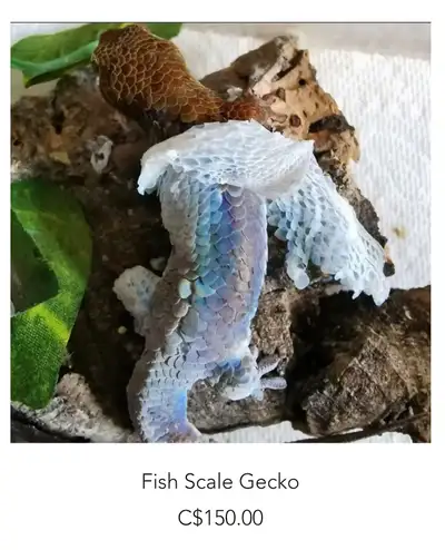fishscale gecko, View more