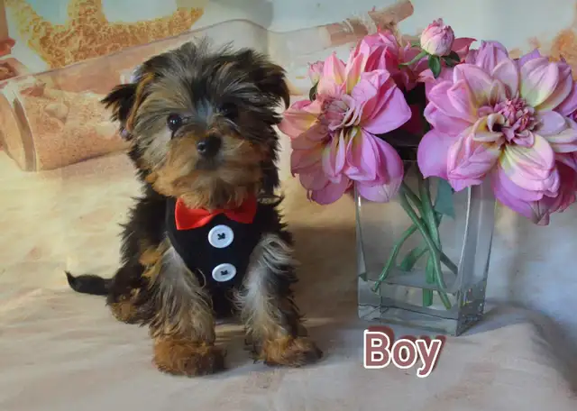 Yorkie Puppies in Dogs & Puppies for Rehoming in Ottawa - Image 6