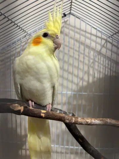 Cockatiel young female, View more