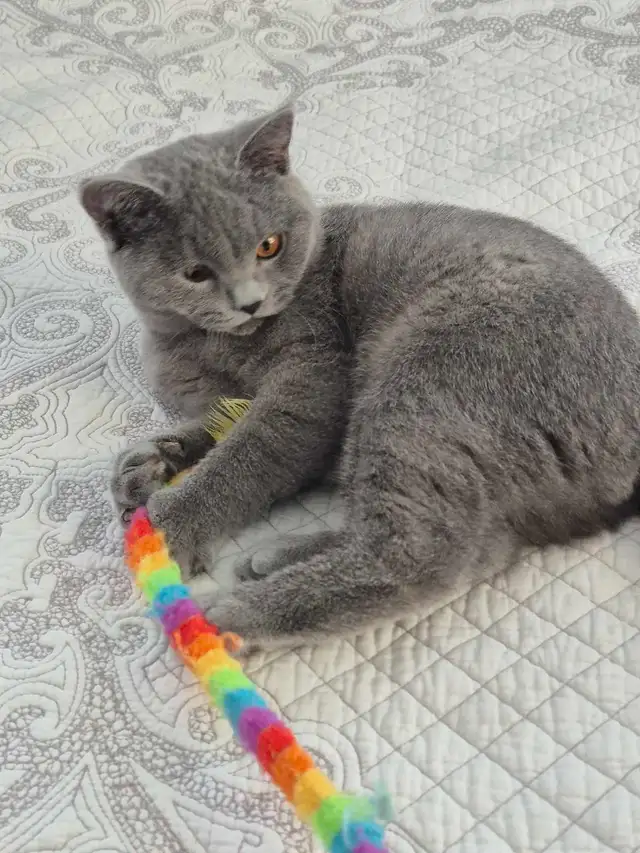 chaton mâle British Shorthair bleu in Cats & Kittens for Rehoming in West Island - Image 8