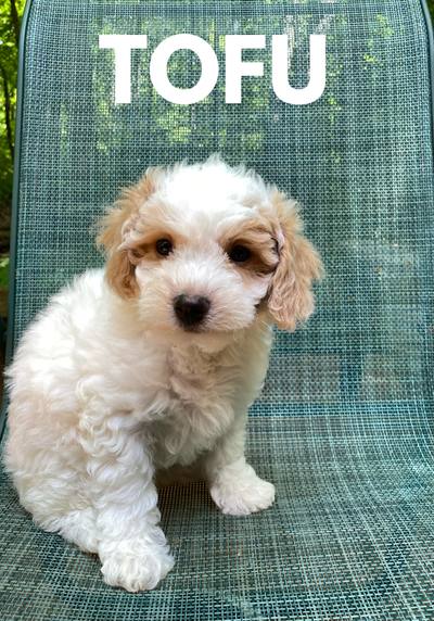 Cute Bichonpoo Puppies m/f's, View more