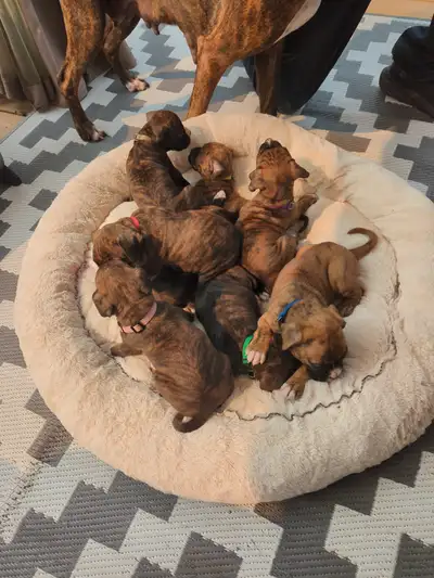 Purebred Boxer Puppy Looking For Forever Homes, View more