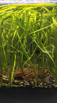 Vallisneria