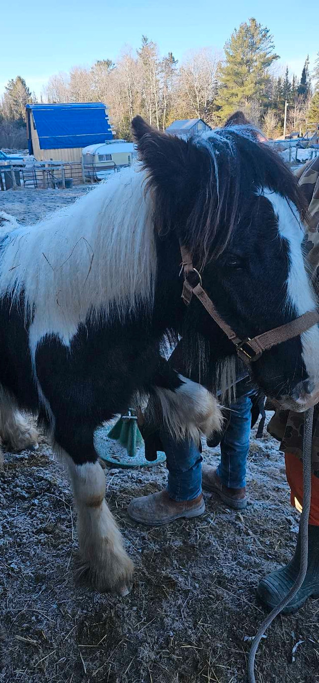 10 month old Gypsy Vanner colt in Horses & Ponies for Rehoming in North Bay
