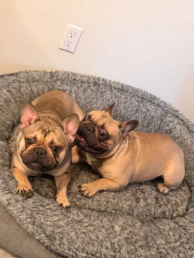 frenchies à vendre, View more