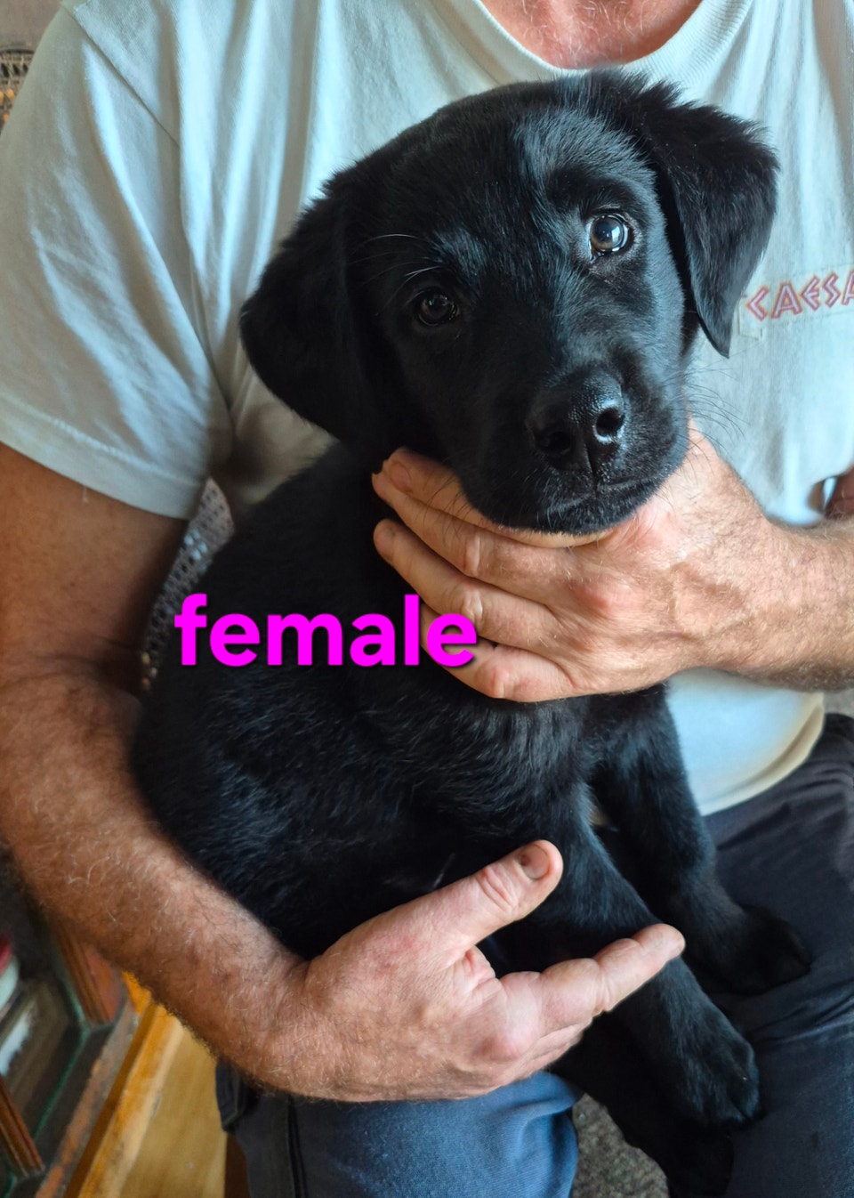 LAB x puppies | Dogs & Puppies for Rehoming | Abbotsford | Free local ...