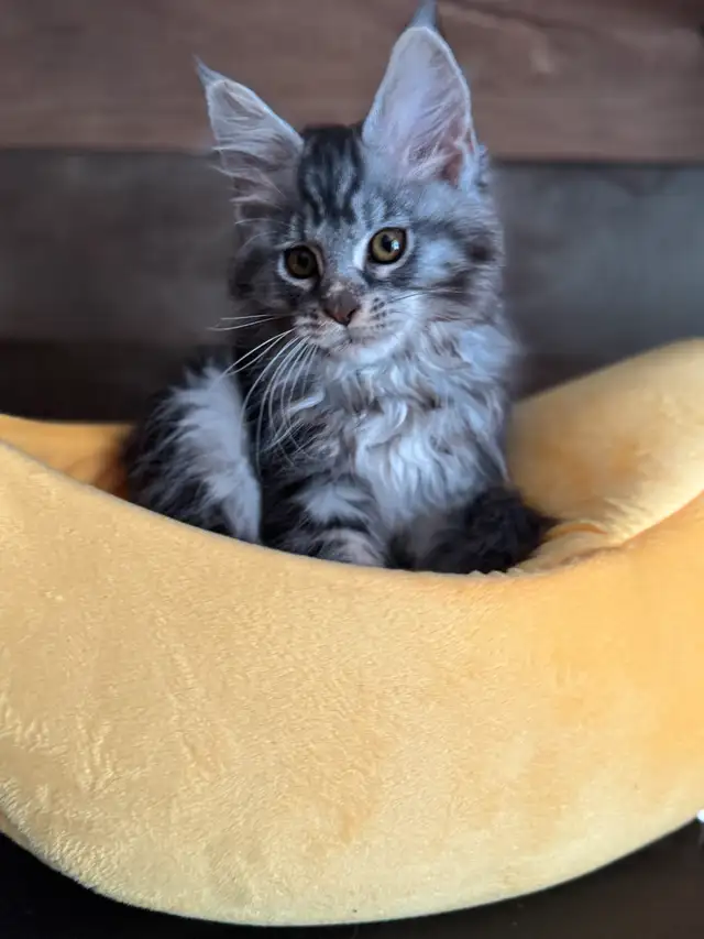 Chaton Maine Coon pure race