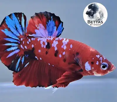 Shipping Canada Wide Bred and raised in Canadian waters. Plakats & Halfmoons available Find us on Fa...