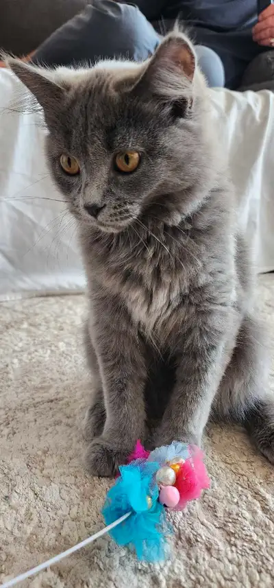Persian kittens 5 month old , View more