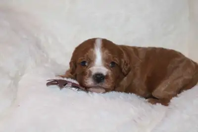 Red mini cavapoo puppies, View more