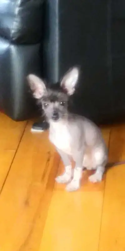 UPDATE!!! Crested Hairless Bostons , price reduced!, View more