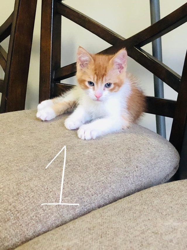 Kittens For Sale Cats & Kittens for Rehoming Oshawa / Durham Region