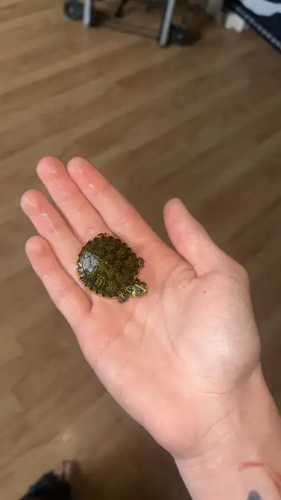 baby turtles, View more