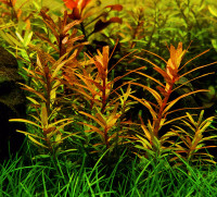 Rotala Colorata Freshwater Aquatic Plant