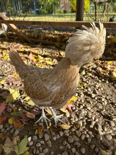 Polish hatching eggs , View more