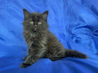 We have Super cute kittens in search of their forever homes! 