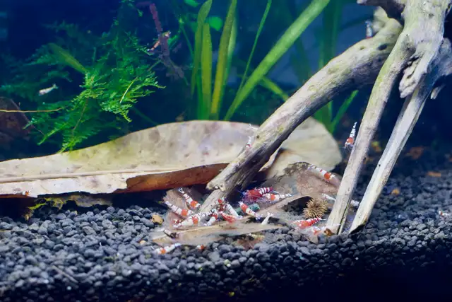 Caridina Pinto Shrimp ( Crystal Red Shrimp x Red Zebra Pinto) in Fish for Rehoming in Oakville / Halton Region - Image 9