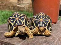 Two Beautiful Indian Star Tortoises - $1800 each