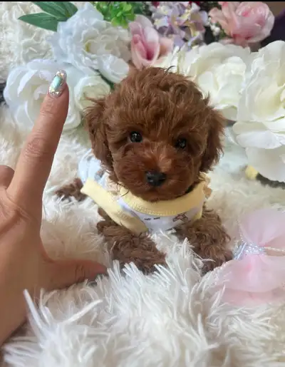 TeddyBear Mini/Toy /Tiny poodle puppies, View more