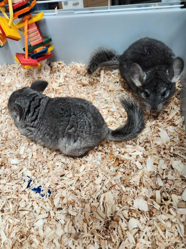 Baby Chinchillas  in Small Animals for Rehoming in Barrie - Image 4