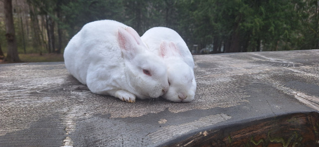 Mini Rex Rabbits in Small Animals for Rehoming in Chilliwack