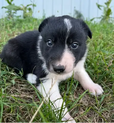CBCA Registered Border Collie Puppies for sale, View more