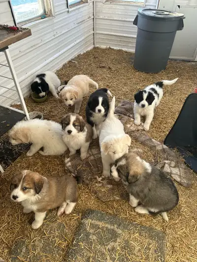 Bernese Moutain / Pyrenees / Border Collie puppies, View more