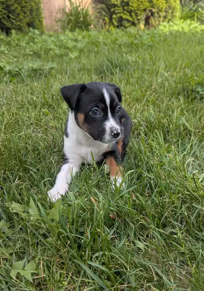 Rat Terrier (CKC), View more
